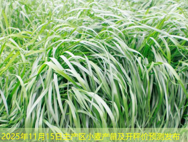 2025年11月15日主产区小麦产量及开秤价预测发布