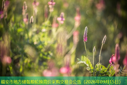 福安市地方储备粮轮换竞价采购交易会公告（2026年03月15日）