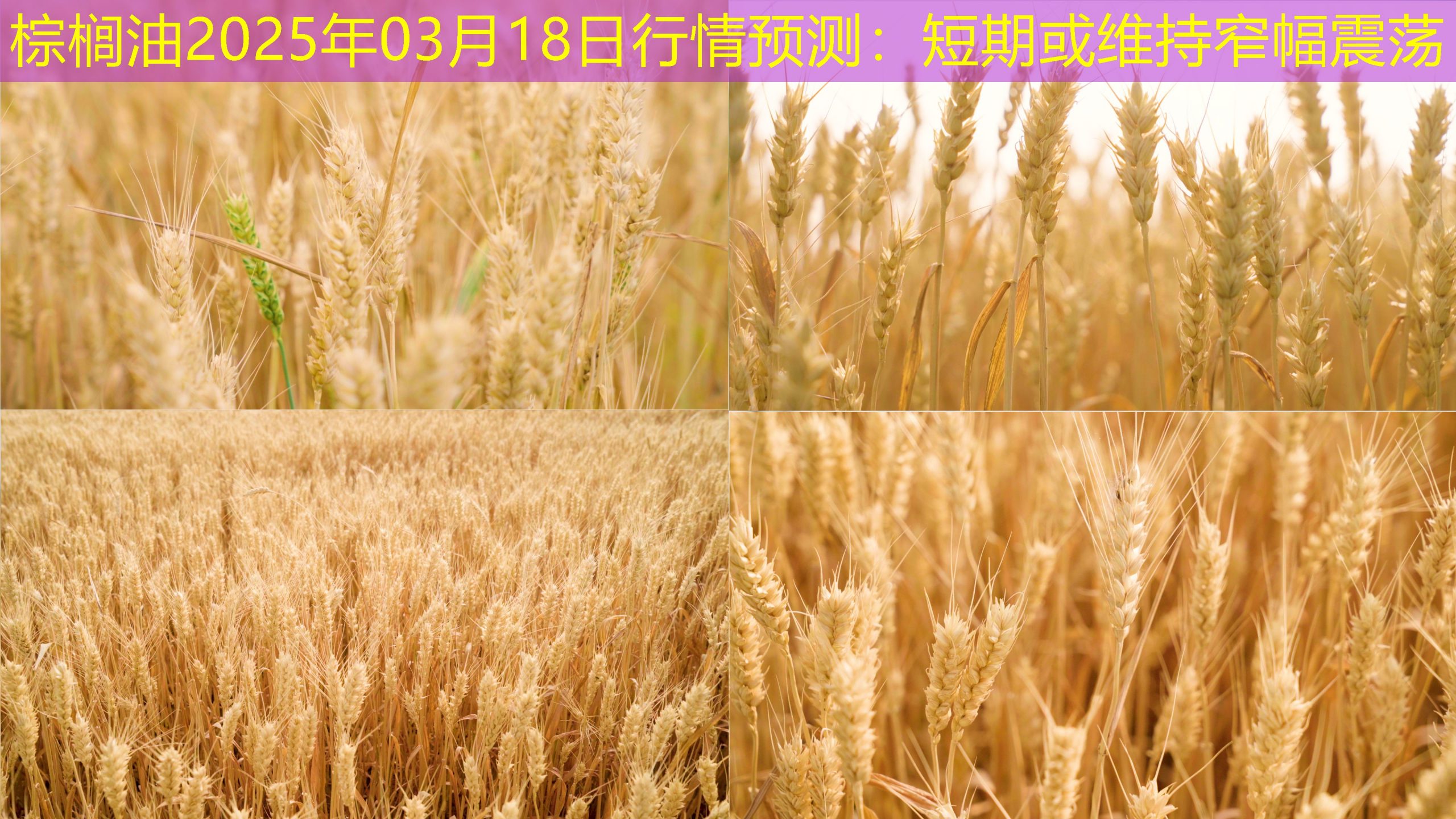 棕榈油2025年03月18日行情预测：短期或维持窄幅震荡