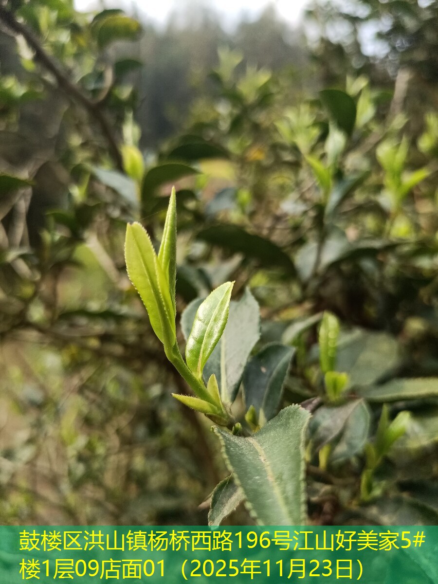 鼓楼区洪山镇杨桥西路196号江山好美家5#楼1层09店面01（2025年11月23日）