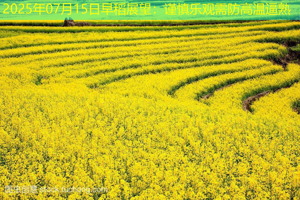 2025年07月15日早稻展望：谨慎乐观需防高温逼熟