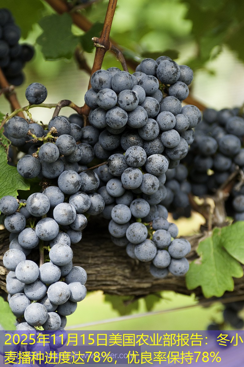 2025年11月15日美国农业部报告：冬小麦播种进度达78%，优良率保持78%