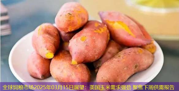 全球饲粮市场2025年03月15日展望：美国玉米需求强劲 聚焦下周供需报告