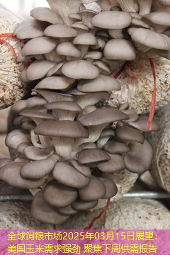 全球饲粮市场2025年03月15日展望：美国玉米需求强劲 聚焦下周供需报告