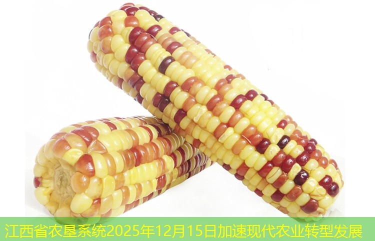 江西省农垦系统2025年12月15日加速现代农业转型发展