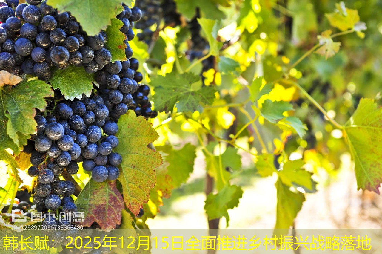 韩长赋：2025年12月15日全面推进乡村振兴战略落地