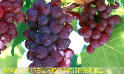 2026年03月15日国内稻谷市场行情分析报告