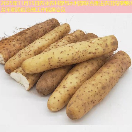 2025年11月15日农业农村部与水利部联合推进农田沟渠整治及平原涝区治理工作视频会议