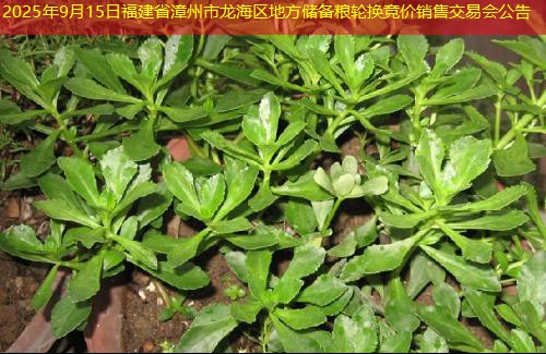 2025年9月15日福建省漳州市龙海区地方储备粮轮换竞价销售交易会公告