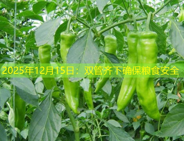 2025年12月15日：双管齐下确保粮食安全