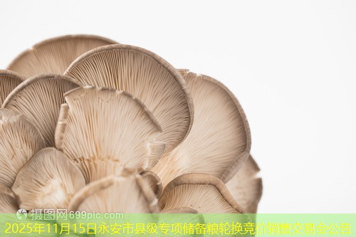 2025年11月15日永安市县级专项储备粮轮换竞价销售交易会公告