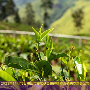 2025年11月18日莆田市专项储备粮轮换竞价销售交易会公告