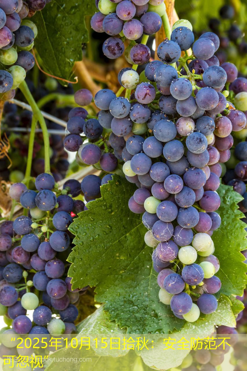 “2025年10月15日拾秋：安全防范不可忽视”