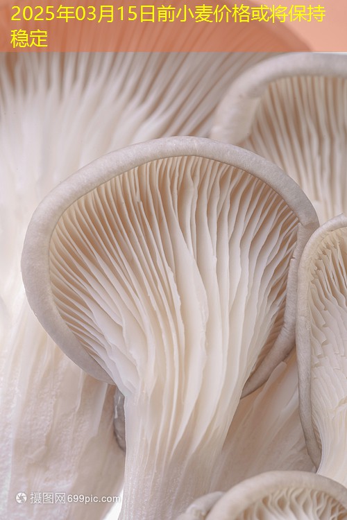 2025年03月15日前小麦价格或将保持稳定