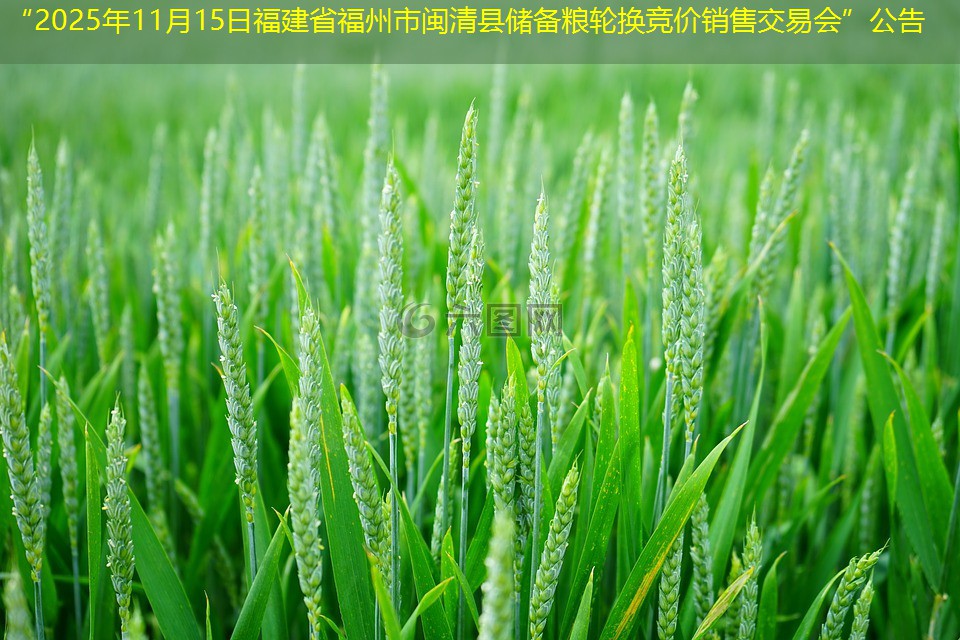 “2025年11月15日福建省福州市闽清县储备粮轮换竞价销售交易会”公告