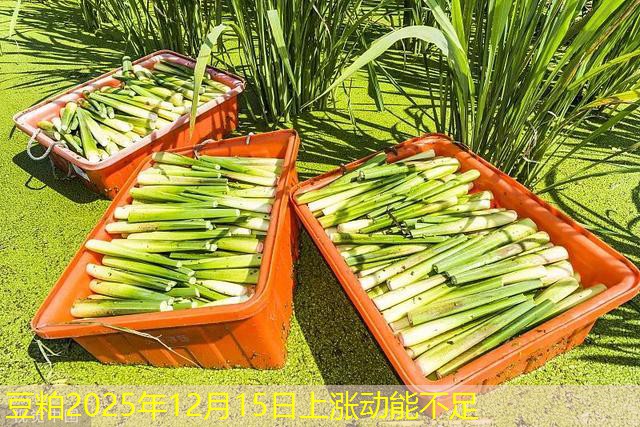 豆粕2025年12月15日上涨动能不足