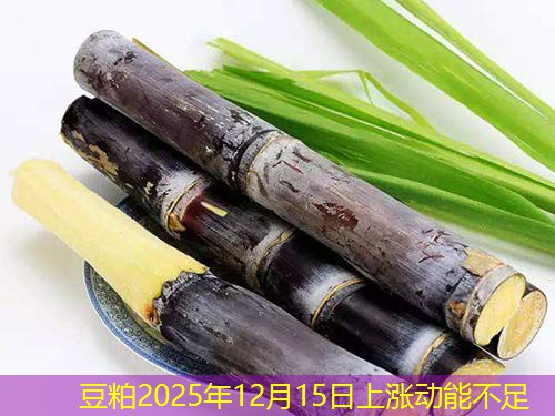 豆粕2025年12月15日上涨动能不足