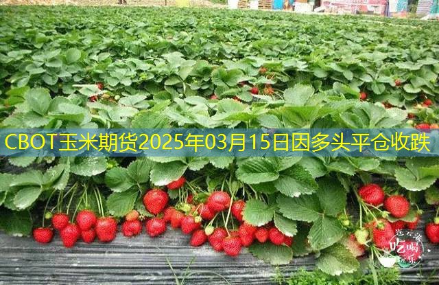 CBOT玉米期货2025年03月15日因多头平仓收跌