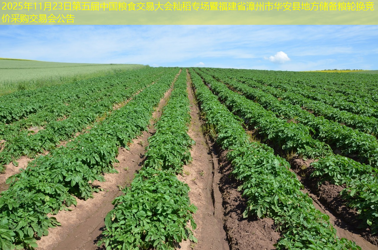 2025年11月23日第五届中国粮食交易大会籼稻专场暨福建省漳州市华安县地方储备粮轮换竞价采购交易会公告