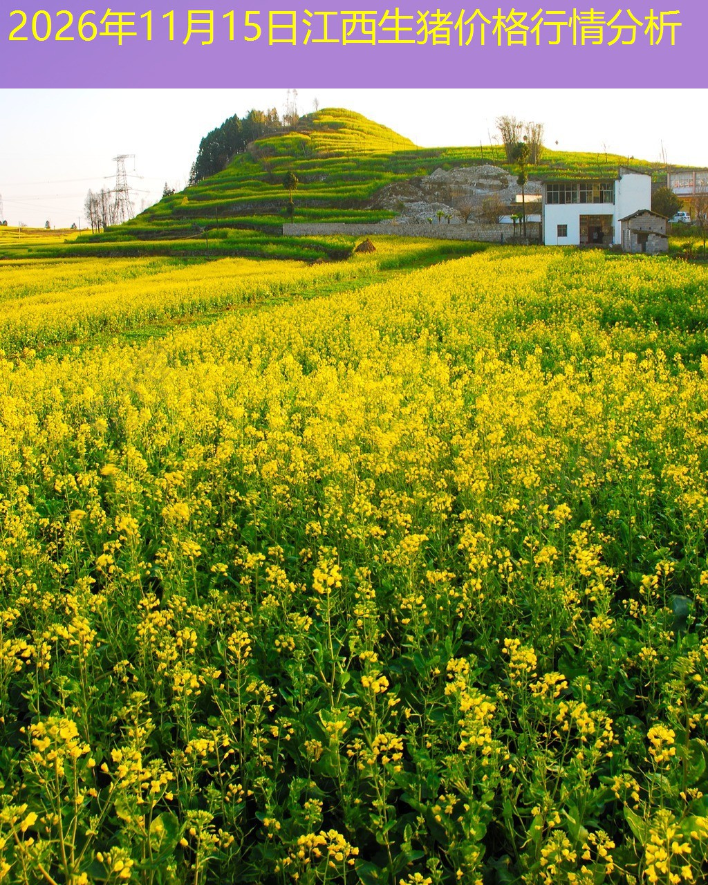 2026年11月15日江西生猪价格行情分析