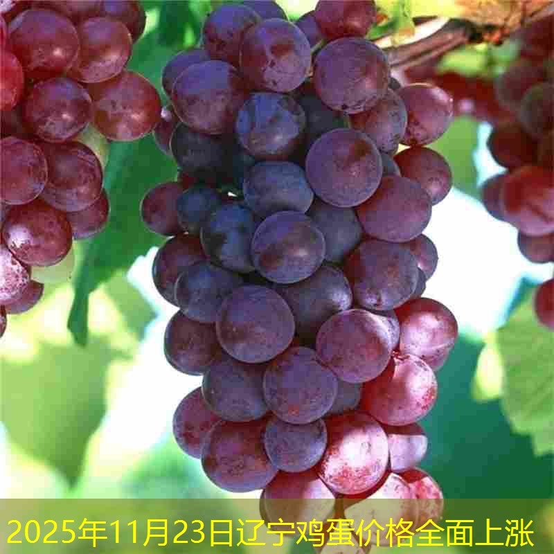 2025年11月23日辽宁鸡蛋价格全面上涨