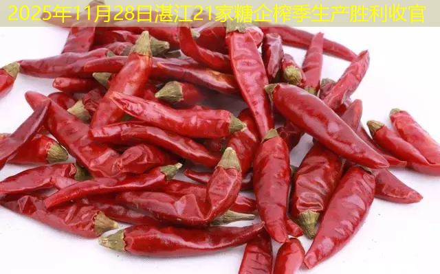 2025年11月28日湛江21家糖企榨季生产胜利收官