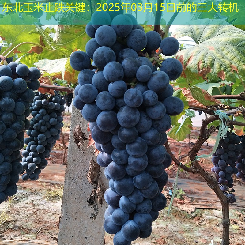 东北玉米止跌关键：2025年03月15日前的三大转机