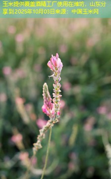 玉米提供覆盖酒精工厂使用在潍坊，山东分享到2025年10月03日来源：中国玉米网