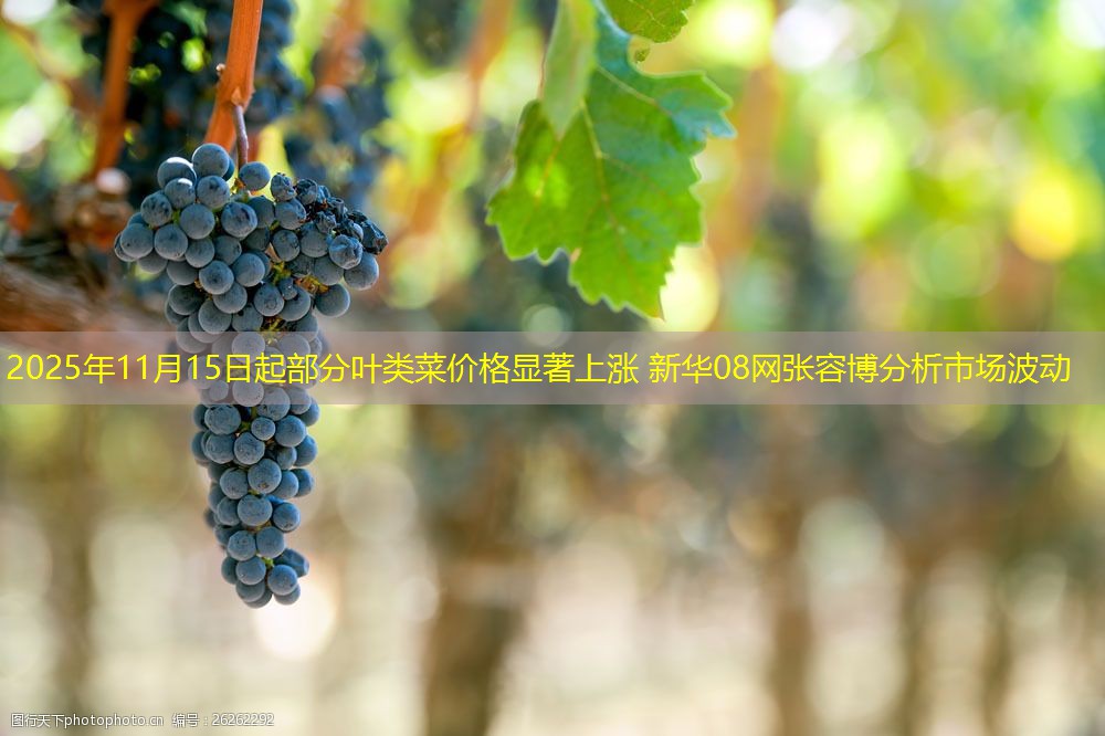 2025年11月15日起部分叶类菜价格显著上涨 新华08网张容博分析市场波动