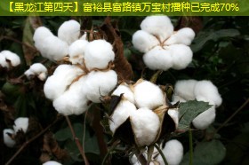 【黑龙江第四天】富裕县富路镇万宝村播种已完成70%