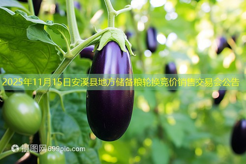2025年11月15日安溪县地方储备粮轮换竞价销售交易会公告