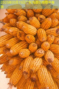 2025年03月15日广东鸡蛋价格稳中有涨