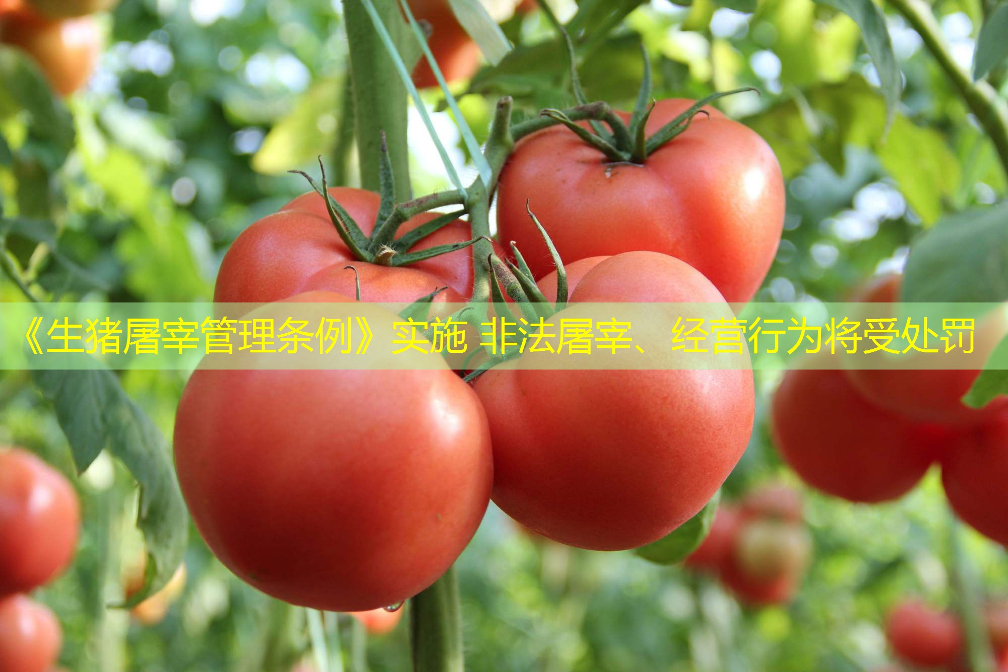 《生猪屠宰管理条例》实施 非法屠宰、经营行为将受处罚