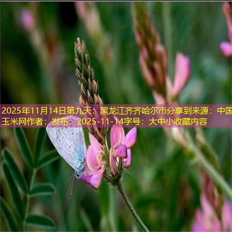 2025年11月14日第九天：黑龙江齐齐哈尔市分享到来源：中国玉米网作者：发布：2025-11-14字号：大中小收藏内容