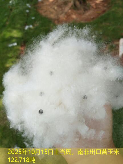 2025年10月15日止当周，南非出口黄玉米122,718吨
