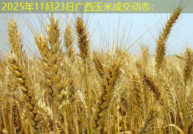 2025年11月23日广西玉米成交动态：