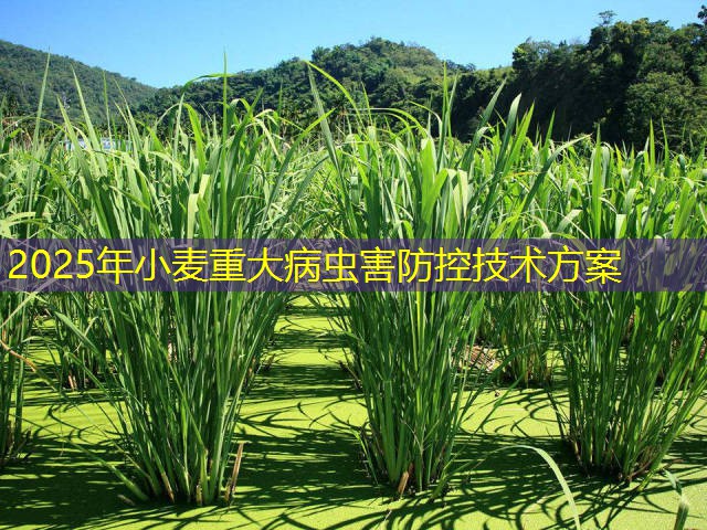 2025年小麦重大病虫害防控技术方案