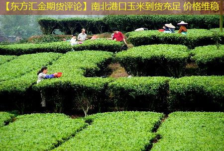 【东方汇金期货评论】南北港口玉米到货充足 价格维稳