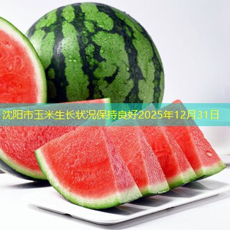 沈阳市玉米生长状况保持良好2025年12月31日