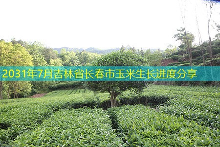 2031年7月吉林省长春市玉米生长进度分享