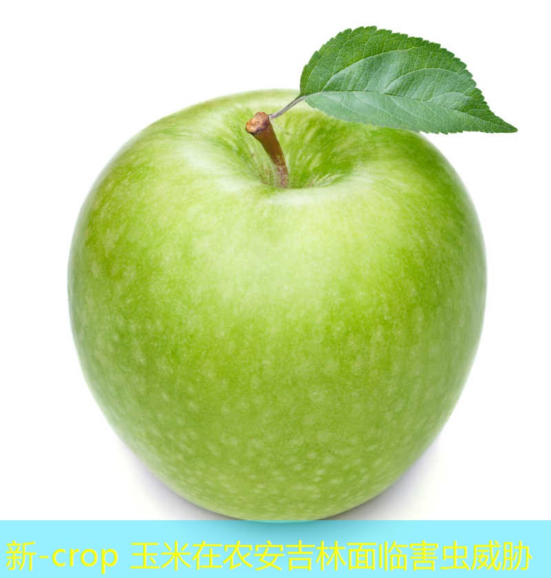 新-crop 玉米在农安吉林面临害虫威胁