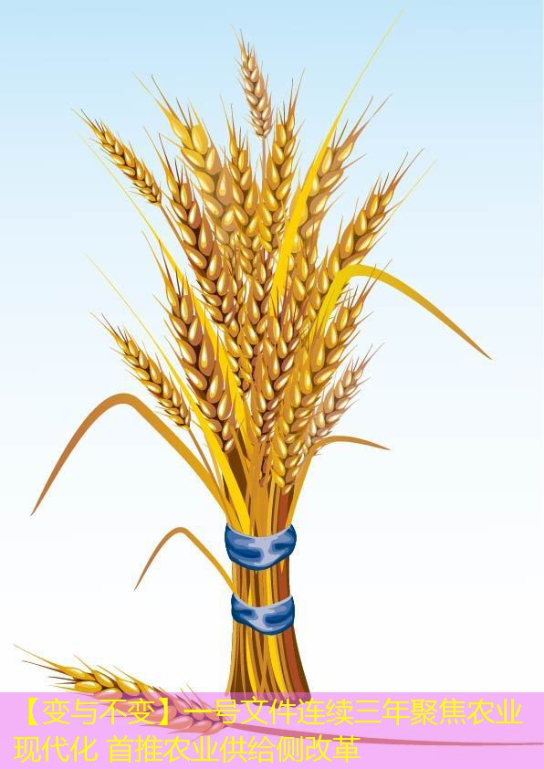 【变与不变】一号文件连续三年聚焦农业现代化 首推农业供给侧改革