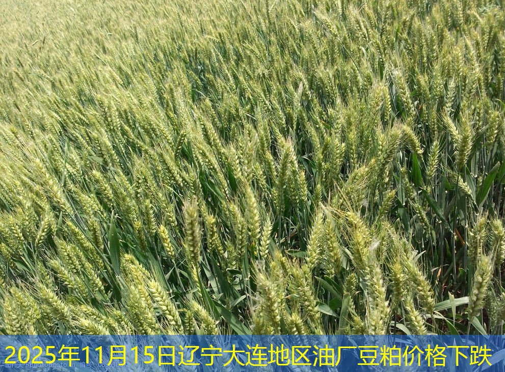 2025年11月15日辽宁大连地区油厂豆粕价格下跌