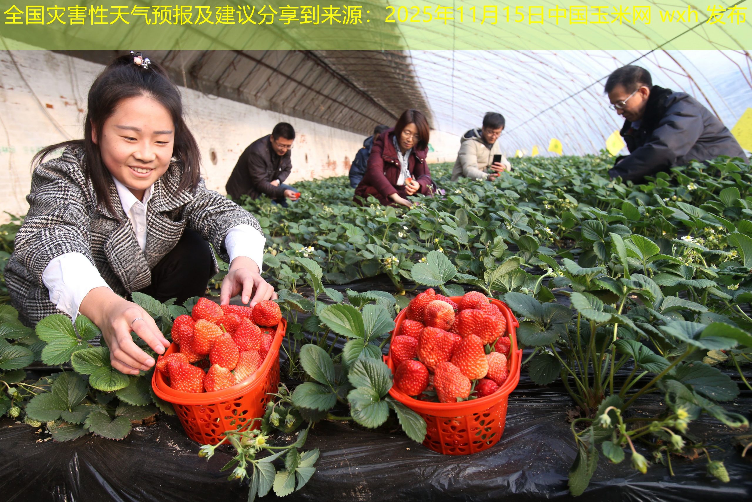 全国灾害性天气预报及建议分享到来源：2025年11月15日中国玉米网 wxh 发布