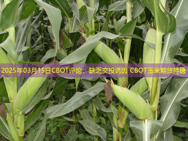 2025年03月15日CBOT评论：缺乏交投诱因 CBOT玉米期货持稳