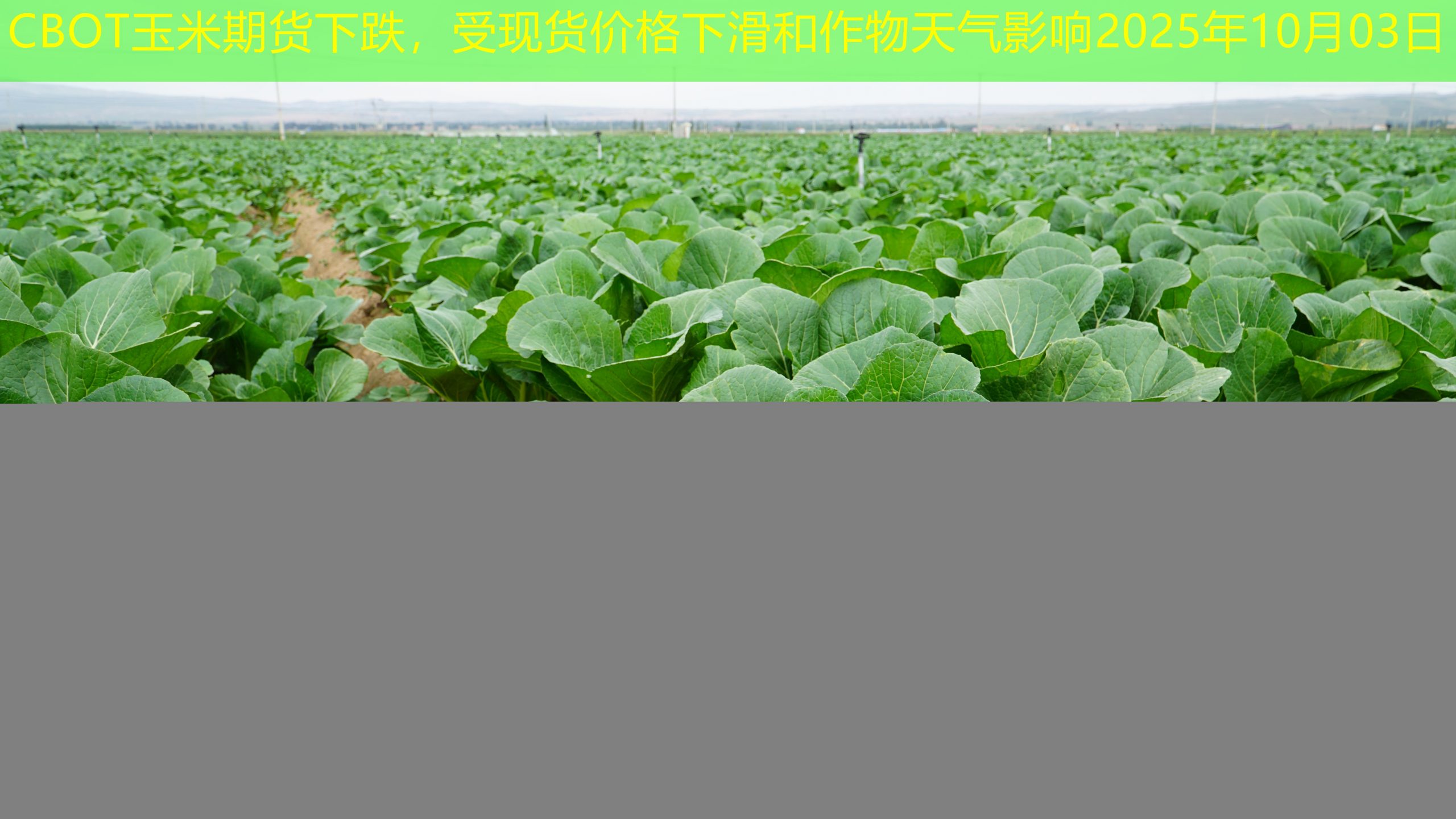 CBOT玉米期货下跌，受现货价格下滑和作物天气影响2025年10月03日