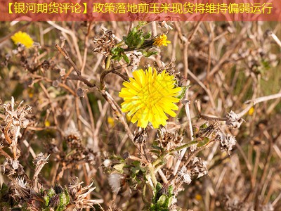 【银河期货评论】政策落地前玉米现货将维持偏弱运行