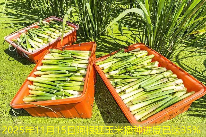 2025年11月15日阿根廷玉米播种进度已达35%