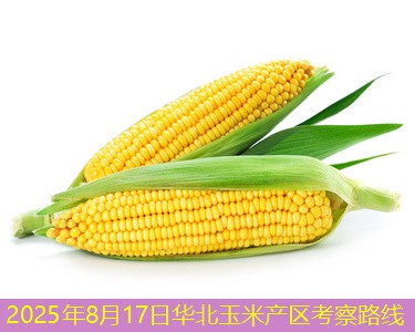 2025年8月17日华北玉米产区考察路线