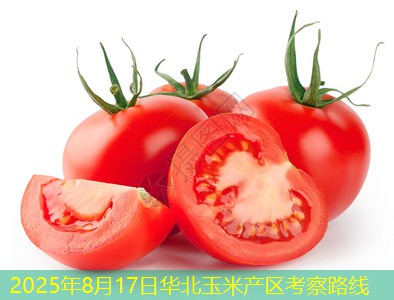 2025年8月17日华北玉米产区考察路线